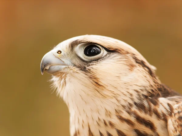 Portrait du faucon sacré — Photo