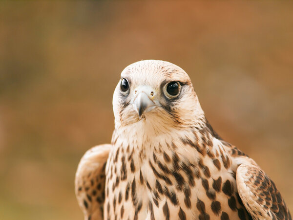 Portrait of saker falcon