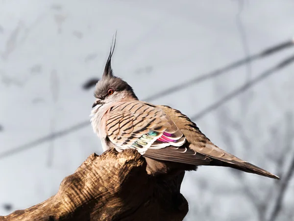 Portrait de pigeon à crête - Ocyphaps lophotes — Photo