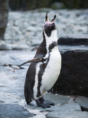 Humboldt pengueni kayalık sahil üzerinde çığlık