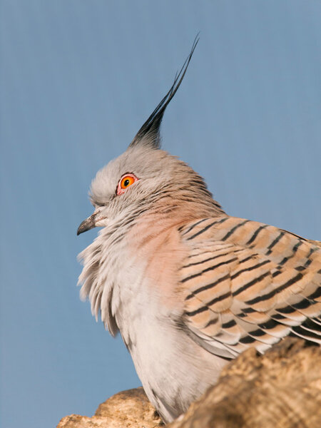 Portrait of Crested pigeon - Ocyphaps lophotes