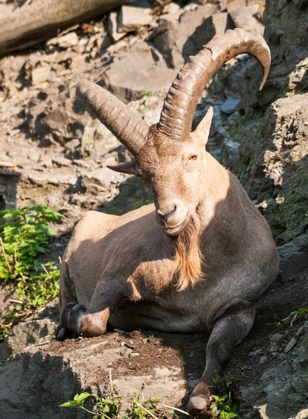 Portrait od barbary sheep ram — Stock Photo, Image