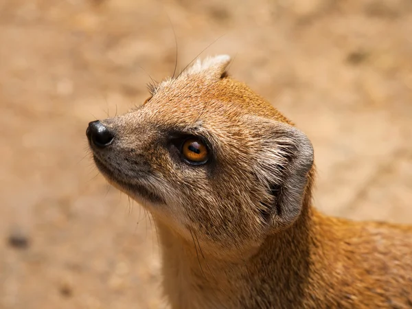 Portrait de la mangouste jaune - Cynictis pénicillata — Photo