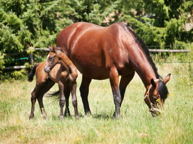 Mare mera üzerinde tayı ile