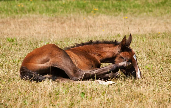 One day old foal lying on meadow — Stock Photo, Image