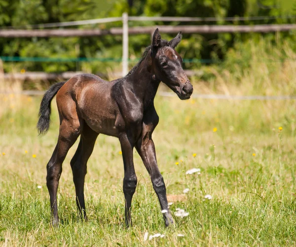 Porträtt av dagsgamla föl av sporthäst — Stockfoto