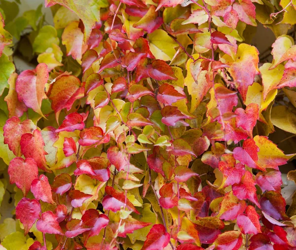 Boston Ivy - Parthenocissus tricuspidata full of color in autumn — Stock Photo, Image