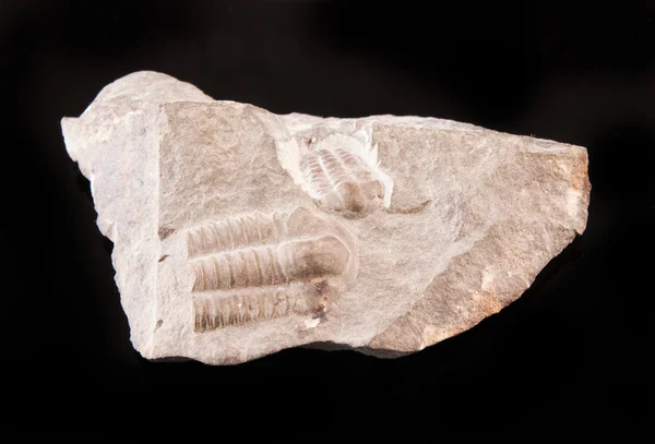 Trilobit fosilní od počátku Cammbrian dosvit — Stock fotografie