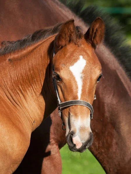 Junges braunes Fohlen mit weißer Glatze — Stockfoto