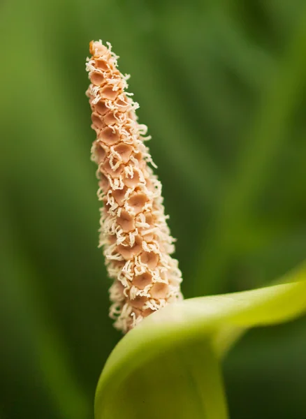 Detail der Blume der Flamingoblume - anthurium veitchii — Stockfoto