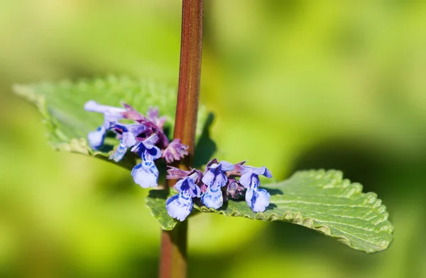 青い花と巨大なまたたび - Nepeta grandiflofa - の詳細 — ストック写真