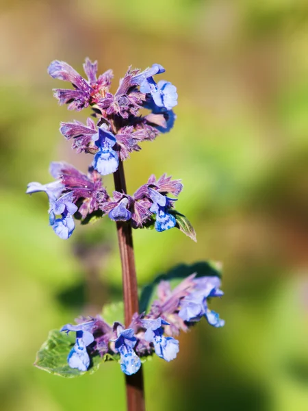 Wszystko z Giant catmint - Nepeta grandiflofa - niebieskie kwiaty — Zdjęcie stockowe