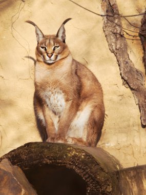 Taşa siting lynx - Caracal caracal - çöl
