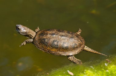 Portrait of European pond turtle - Emys orbicularis orbicularis clipart