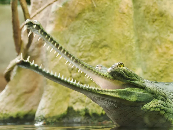 Eleştirel Iunc kırmızı listesinde nesli tehlike altında olan gharial - Gavialis gangeticus- — Stok fotoğraf