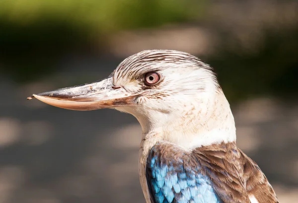Hoofd van blauwe gevleugelde kookaburra - Dacelo leachii — Stockfoto