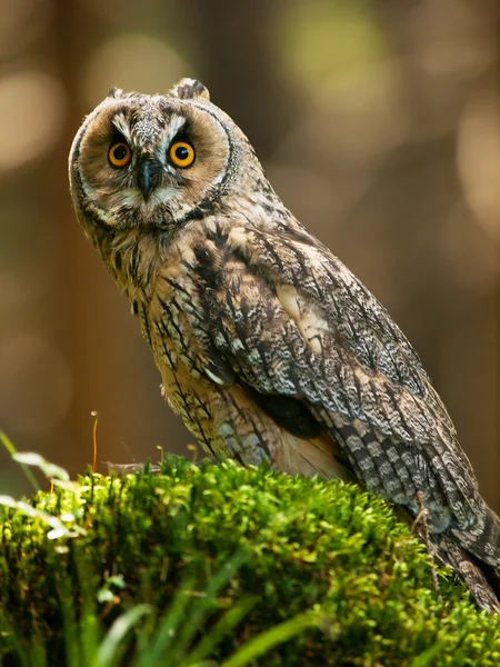 Asio otus-칡 부엉이 siting 오 그 루터 기 — 스톡 사진