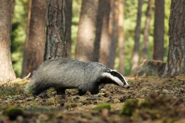 Kehidupan Liar Wild Badger Meles Meles Hewan Hutan Pinus Eropa — Stok Foto