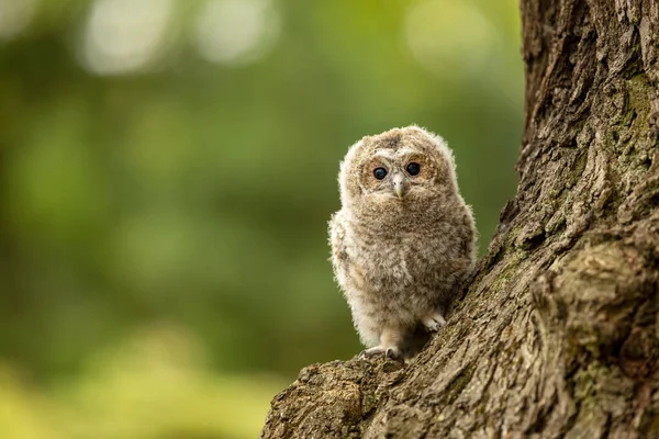 Tawny Owl Strix Aluco Молодий Тільки Вийшов Гнізда Чеська Республіка — стокове фото