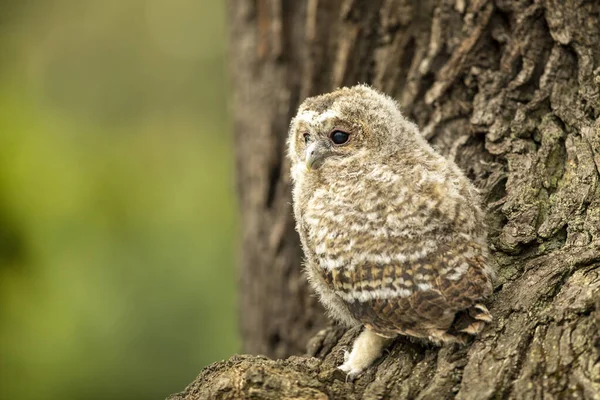 タウニー フクロウの巣 森のオークの木に 獲物の鳥のオークの木に座っている チェコ共和国の野生動物 緑の背景 — ストック写真