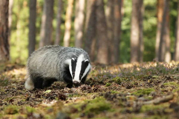 Kehidupan Liar Wild Badger Mengendus Hutan Meles Meleleh Hewan Hutan — Stok Foto