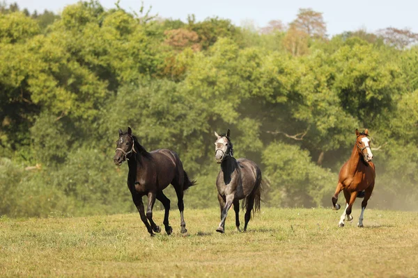 Três Éguas Cavalos Esportivos Galopando Pasto Durante Manhã Verão — Fotografia de Stock