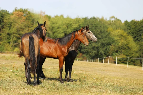 Τρία Πουλάρια Ενός Έτους Αθλητικά Άλογα Αναπαραγωγή Για Showjumping — Φωτογραφία Αρχείου