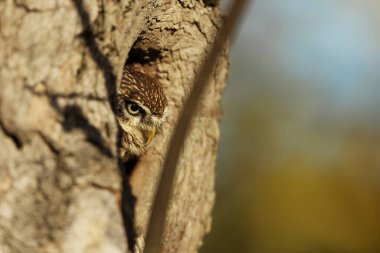 Küçük Baykuş (Athene noctua), Orta Avrupa 'da, ormandaki yuva yapan ağaç deliğinde. Doğadaki kuşun portresi., .