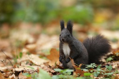 Sonbahar turuncu sahnesinde uzun sivri kulaklı, sevimli kırmızı sincap ve arka planda da güzel yaprak döken orman. Sincap..