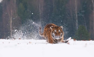 Rusya 'da karlı taygada Sibirya kaplanı Runnig ile doğal manzara (Panthera tigrais altaica)