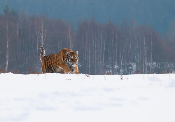 Cena Natural Com Tigre Siberiano Runnig Taiga Nevado Rússia Panthera — Fotografia de Stock