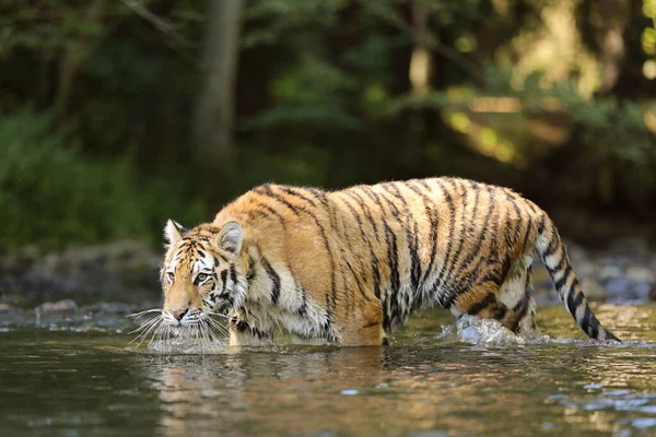 Den Sibiriska Tigern Panthera Tigris Tigris Eller Amur Tiger Panthera — Stockfoto