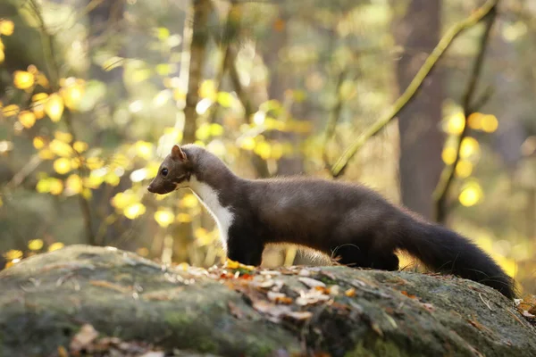 Martre Hêtre Petit Prédateur Opportuniste Dans Habitat Naturel Martre Pierreuse — Photo