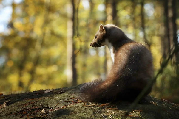 Bokmård Ett Litet Opportunistiskt Rovdjur Naturmiljön Stenmård Martes Foina Typisk — Stockfoto