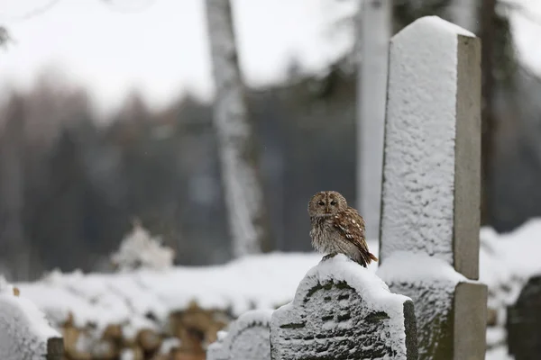 Tawny Owl Strix Aluco 坐在犹太人公墓的墓碑上 — 图库照片