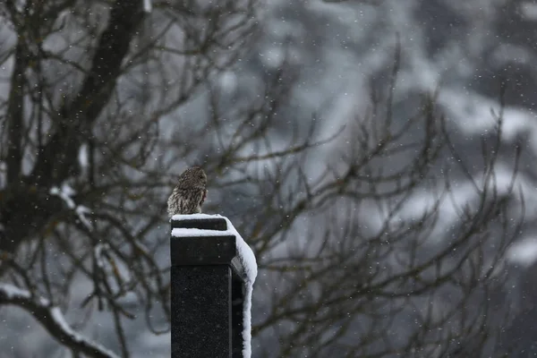 Tawny Sowa Strix Aluco Siedzi Nagrobku Cmentarzu Śnieżną Noc — Zdjęcie stockowe