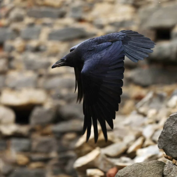 Gemeiner Rabe Corvus Corax Auch Als Western Rabe Oder Northern — Stockfoto