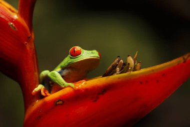 Panama ve Kosta Rika sınırında kırmızı gözlü ağaç kurbağası. Tropikal yağmur ormanlarında. Canlı renkleri ve büyük gözleri olan sevimli bir gece hayvanı. 