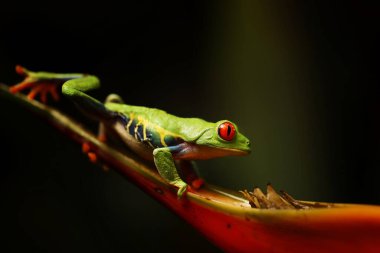 Panama ve Kosta Rika sınırında kırmızı gözlü ağaç kurbağası. Tropikal yağmur ormanlarında. Canlı renkleri ve büyük gözleri olan sevimli bir gece hayvanı. 