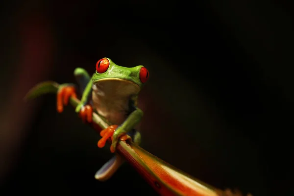 Grenouille Yeux Rouges Sur Fleur Frontière Panama Costa Rica Dans — Photo