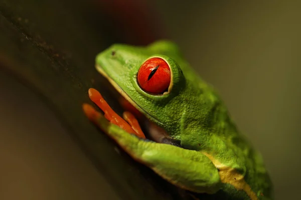 Grenouille Yeux Rouges Sur Feuille Verte Costa Rica Dans Forêt — Photo