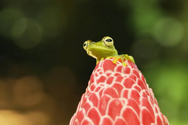 Teratohyla Spinosa Grenouille Verrière Épineuse Amphibien Minuscule Fleur Rouge Dans — Photo