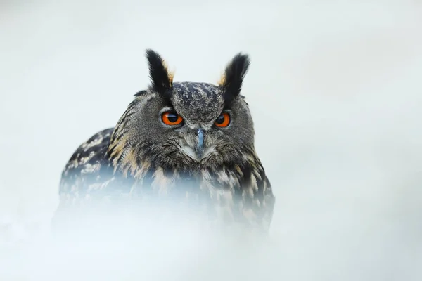 Big Brown Eared Owl Sits Rock Bubo Bubo Close Eurasian — Stock Photo, Image