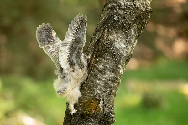 Nesting Long Eared Owl Asio Otus Climbing Bisch Tree Fledgling — Stock Photo, Image