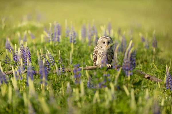 Urális Bagoly Törött Belsejében Virágzó Rét Strix Uralensis — Stock Fotó