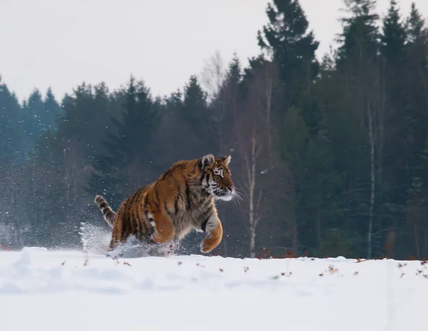 Scena Naturale Con Tigre Siberiana Che Corre Nella Taiga Innevata — Foto Stock