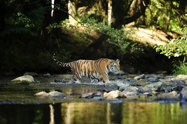 Sibirya Kaplanı Panthera Tigris Dicle Amur Kaplanı Panthera Tigris Altaica — Stok fotoğraf