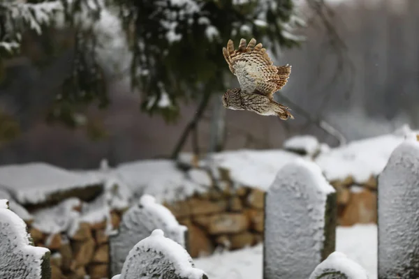 Tawny猫头鹰 Strix Aluco 在墓地的墓碑上飞翔 野生动物景观自然 — 图库照片