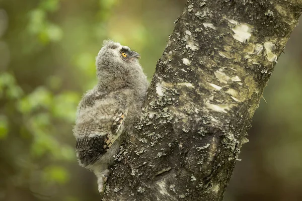 Nid Hibou Des Marais Asio Otus Grimpant Sur Bisch Naissance — Photo