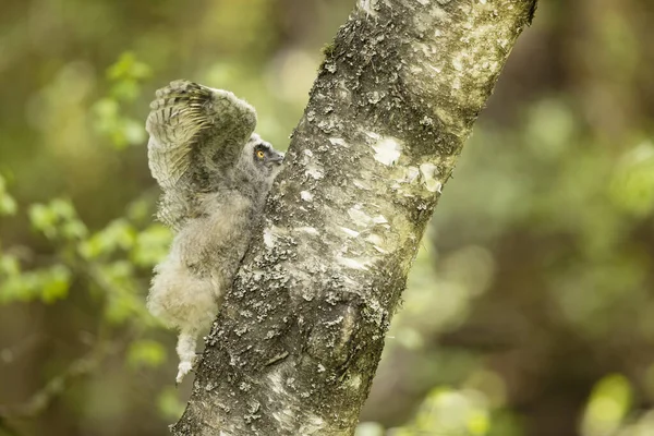 Gniazdo Sowy Długowłosej Asio Otus Wspinające Się Drzewo Orzechowe Włóczę — Zdjęcie stockowe